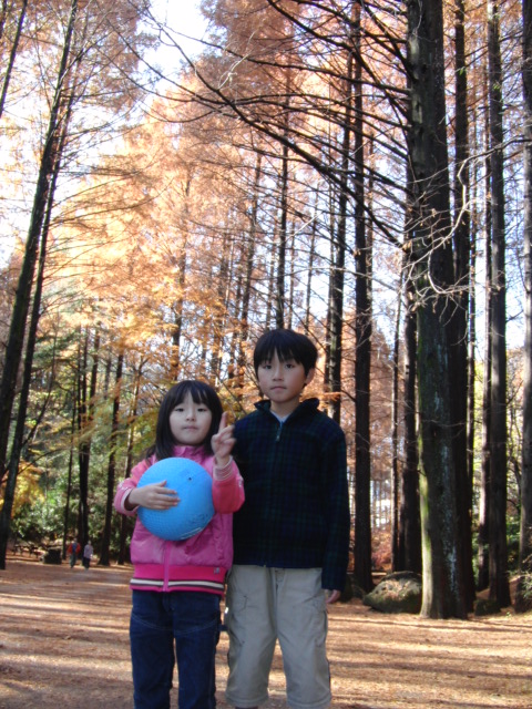 メタセコイヤの並木道